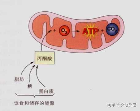 atp是个什么东西？