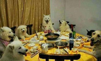 一群狗吃饭的套路图片图片