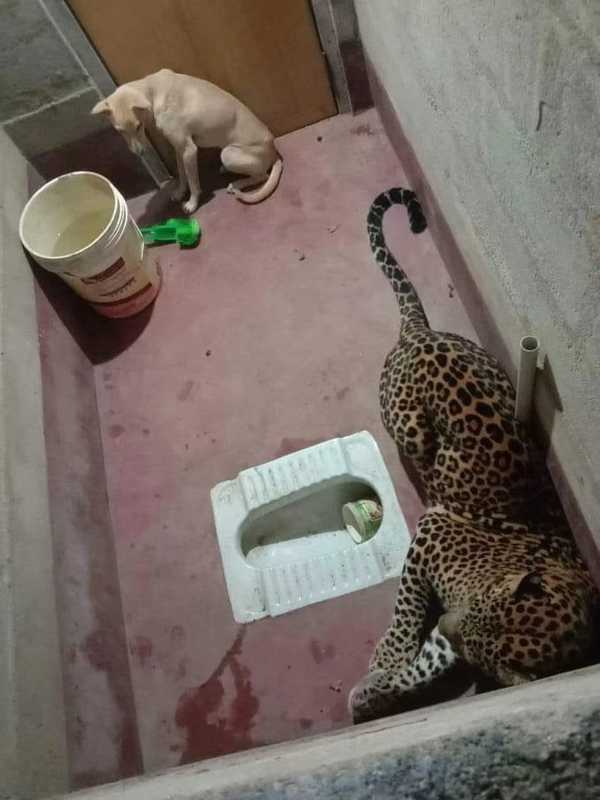 狗狗其实都没见过老虎，为什么第一次见到会怕？