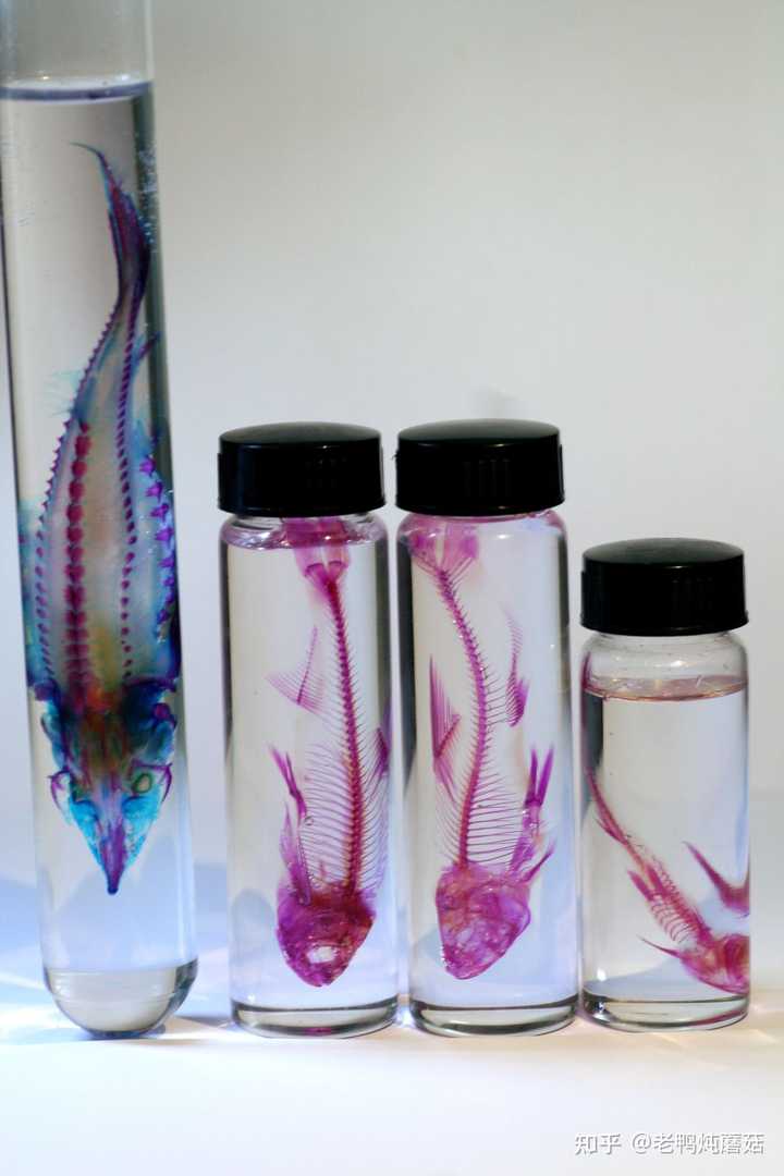 如何手工制作透明鱼骨标本 知乎