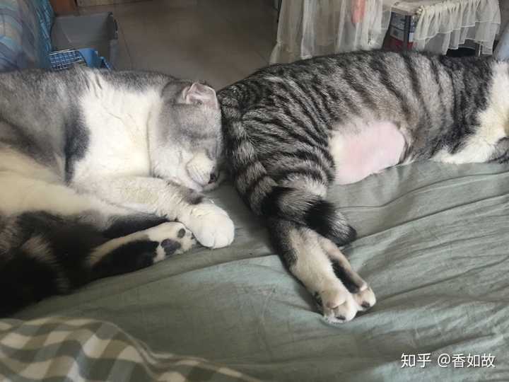 猫咪去世后 如何让自己不那么难过 知乎