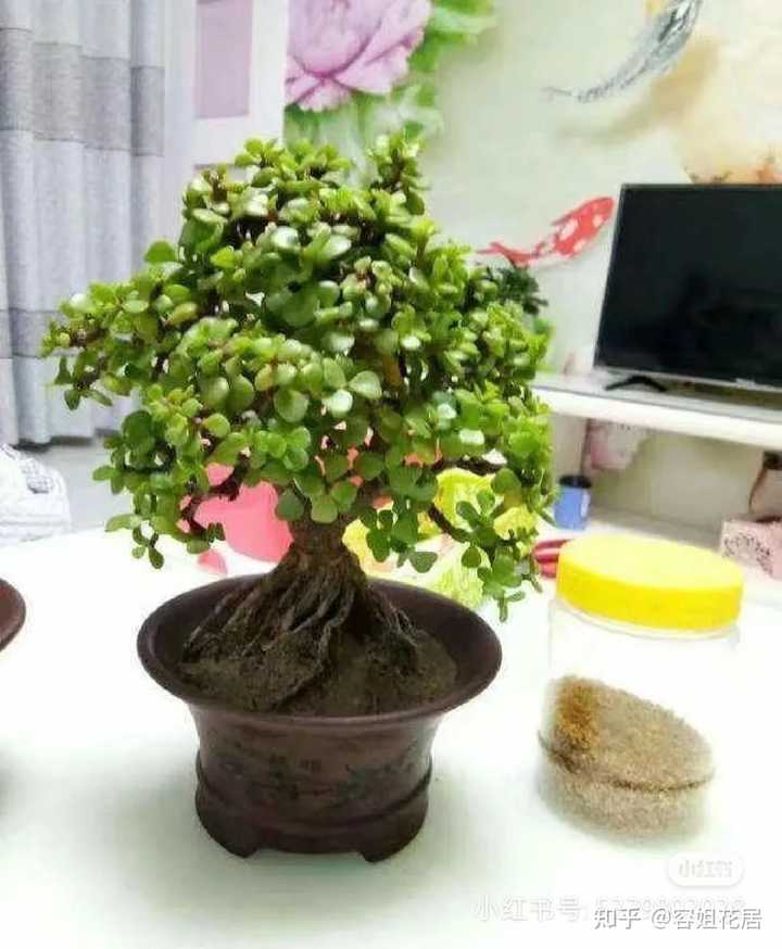 盆栽的金枝玉叶怎么设计造型比较合适？ - 知乎