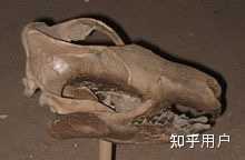 真兽类已灭绝的目分别属于真兽亚纲的哪个总目? - 知乎