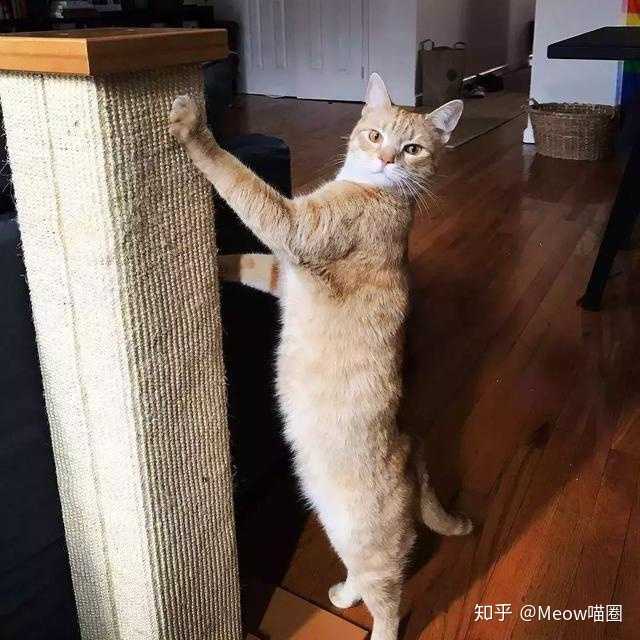 如何防止猫抓沙发 知乎 如何防止猫抓沙发 知乎