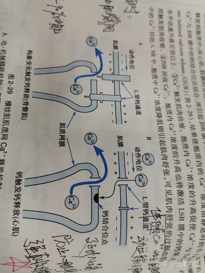 在横纹肌细胞中肌膜和T膜上的L型钙通道是转运钙入胞吗? - 知乎