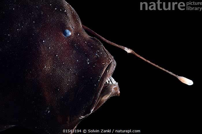 在进化史上有没有特别有趣或者奇葩的进化 Vashtanerada 的回答 知乎