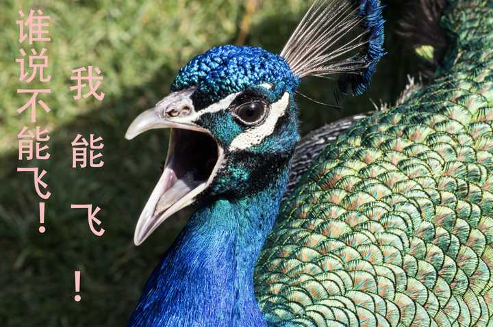 孔雀会飞吗 知乎