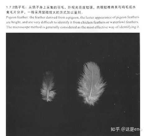 如何鉴别羽绒服的质量? - 知乎