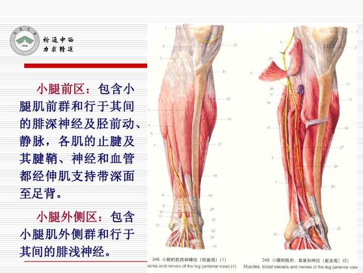 为什么小腿的伤口愈合的很慢 伤疤要很久才消失 知乎