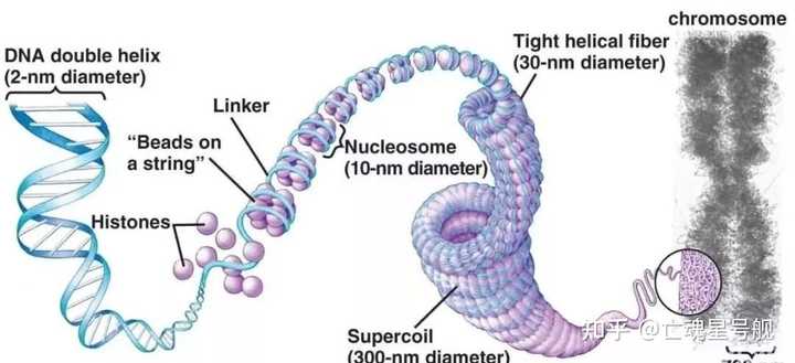 中心体复制和染色体复制不是同时的，为什么？ - 知乎