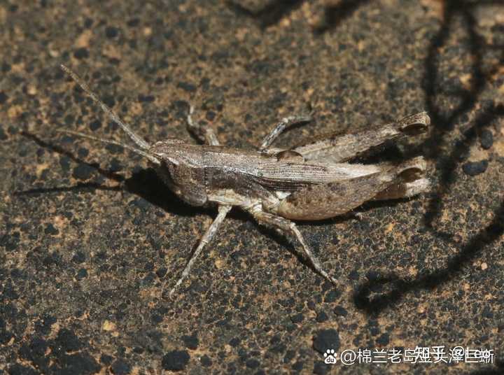 这是什么蛇，是短尾蝮还是矛头蝮呢？ - 知乎