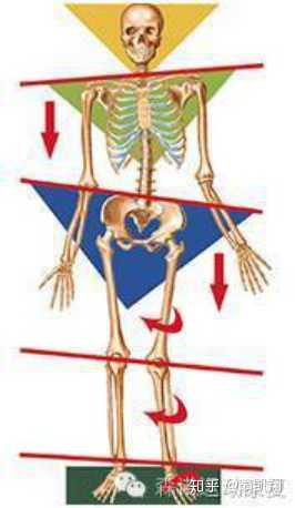 肋骨两边不一样高要不要去医院看看 知乎