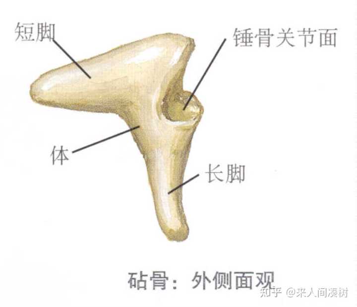听力知识,医学上的听骨链是怎么样的? - 知乎