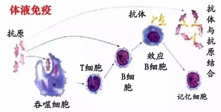 能否介绍人体细胞免疫和体液免疫具体过程？ - 知乎
