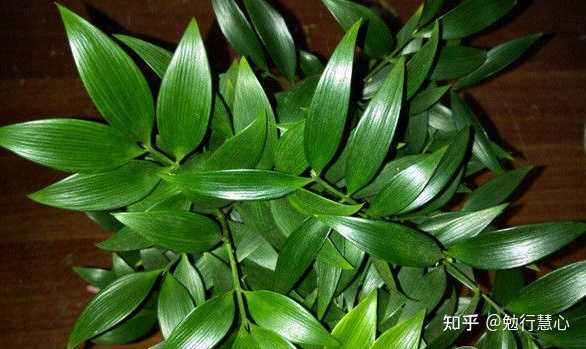 竹柏的生长环境是怎样的？ - 知乎