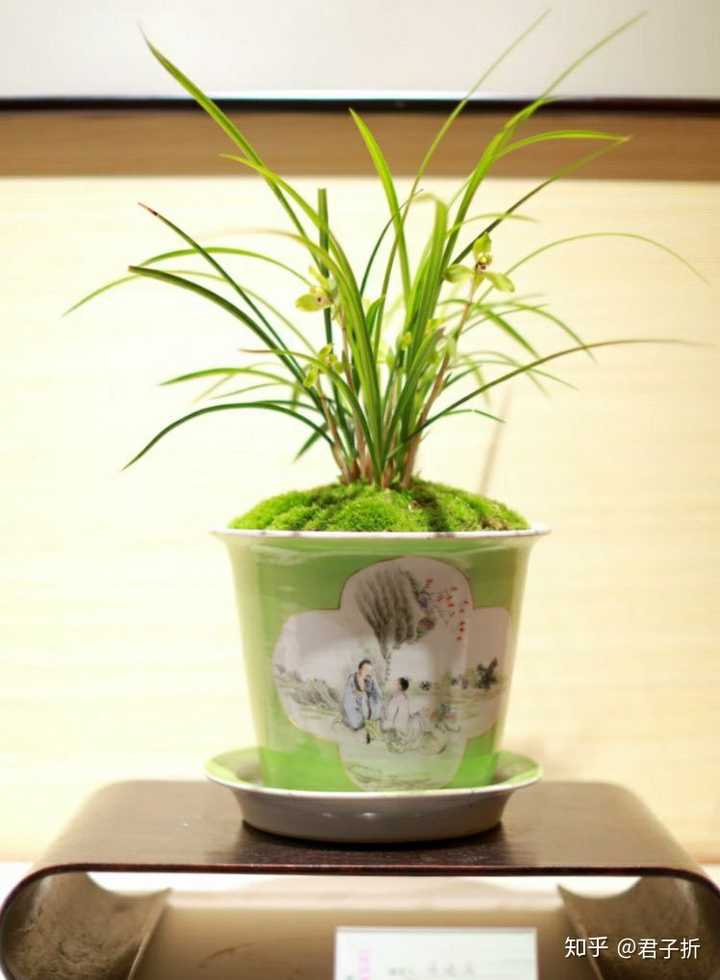 为什么有些人不用贵一点的花盆来养花 知乎