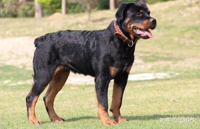 中华田园犬中的四眼狗是什么犬类？ - 知乎