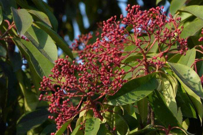 石楠花闻起来有精液的味道 为什么很多学校种石楠花 知乎