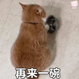 大家有哪些可爱的猫猫表情包