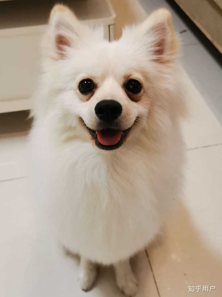 怎么区分银狐犬和博美犬呢? - 知乎