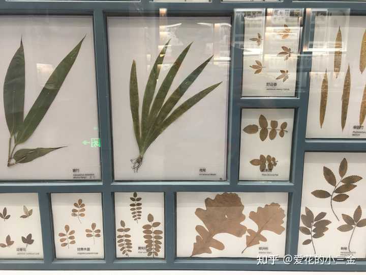 植物叶的进化历程是怎么样的? - 知乎