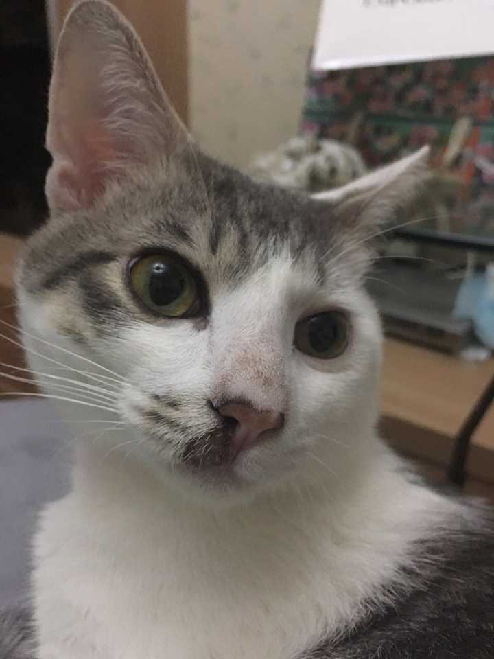 猫咪鼻子周围变黑 猫咪鼻头上面发黑了 猫咪打架鼻子破了变黑了