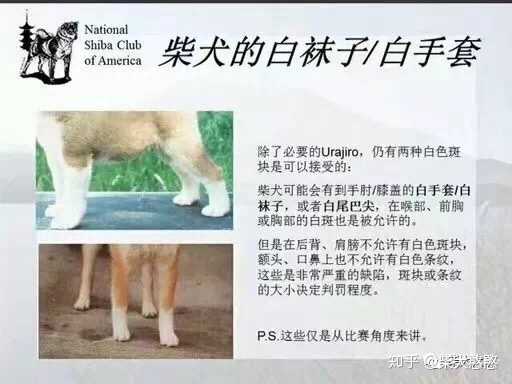 柴犬怎么挑选呢 知乎