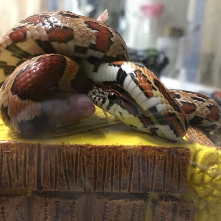 有些人养宠物蛇 蛇会不会思考并和主人建立感情 知乎