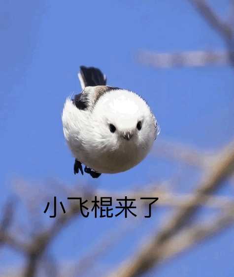有没有这种小鸟表情包呀