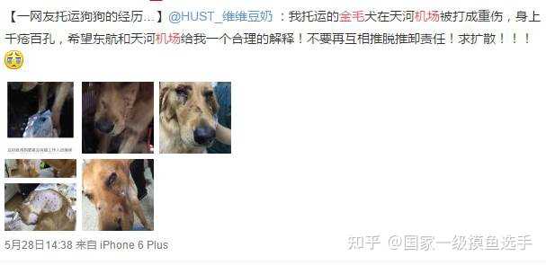 如何理性看待金毛siri 因宠物托运致死 公司谎称空运却走陆运 托运公司需承担怎样的法律责任 知乎