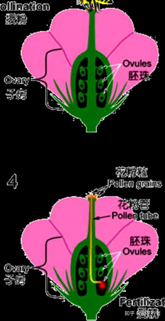 什么植物的花既是花又是果实 知乎