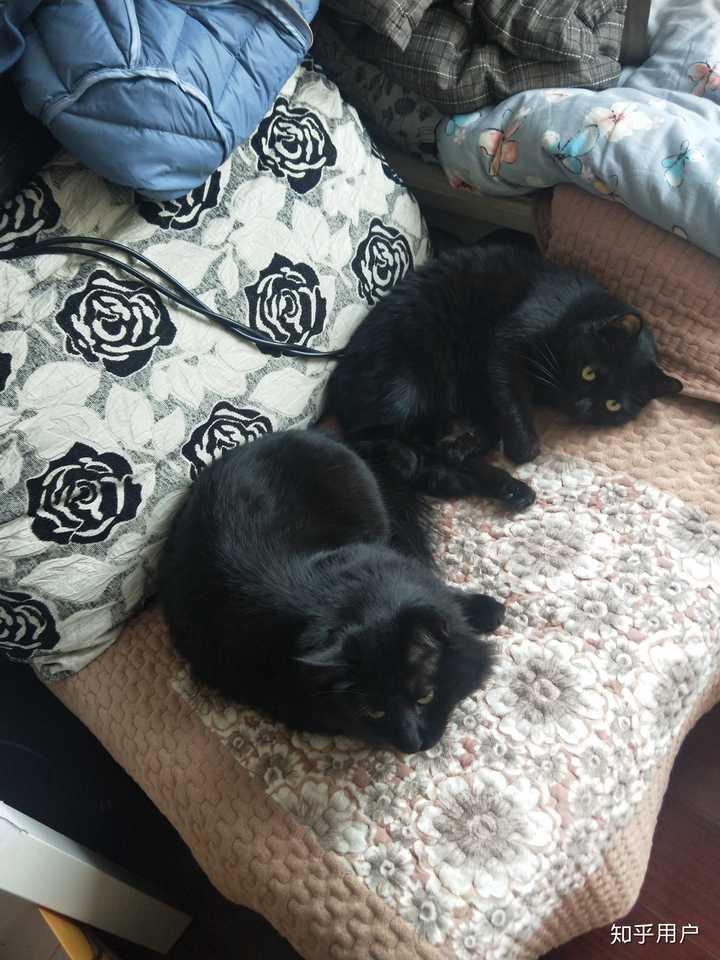 什么是玄猫，什么样的人适合养玄猫，有什么禁忌吗？ - 知乎