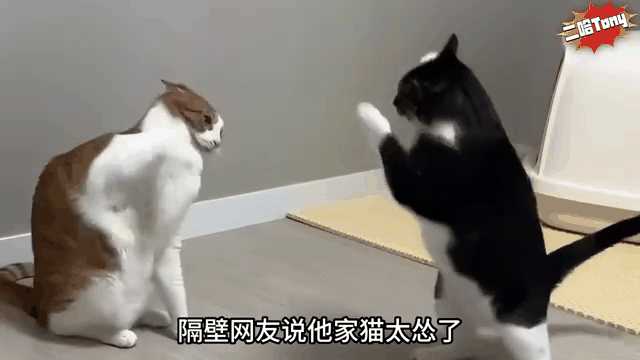 动图封面