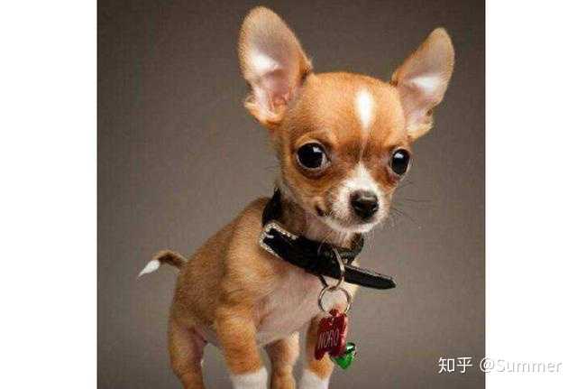 吉娃娃有哪些方面的弱点 知乎