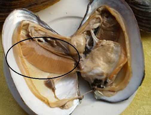 河蚌哪些地方可以食用?