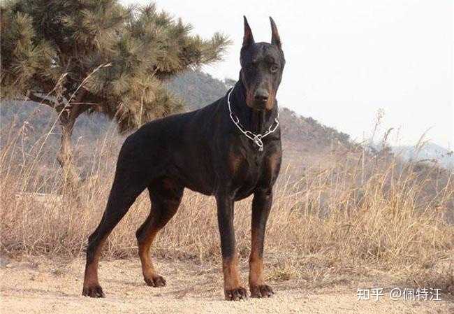 杜宾犬的耳朵是怎么立起来的？ - 知乎