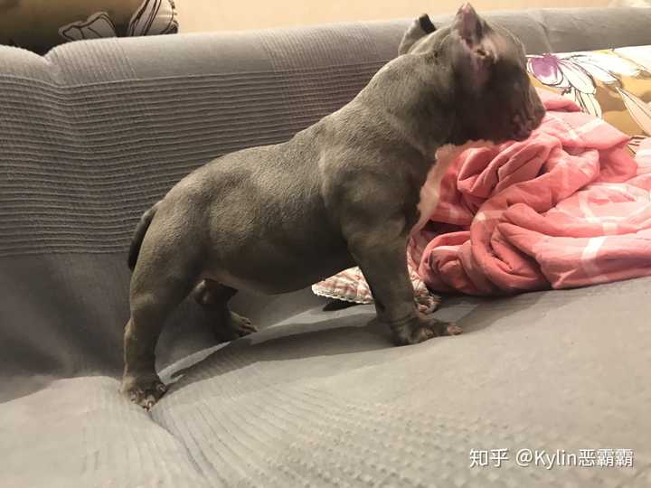 养一只美国恶霸犬是一种什么体验 知乎