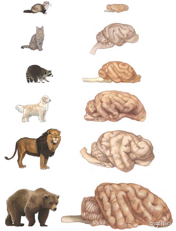 猫和狗的智力哪个高？ - 知乎