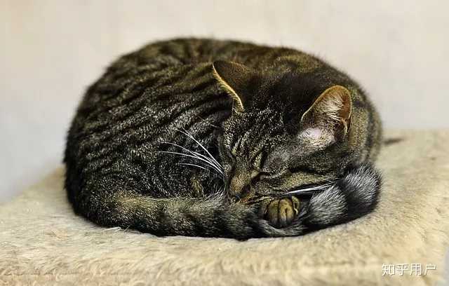 猫咪为什么喜欢做「 揣手手」的动作？ - 知乎