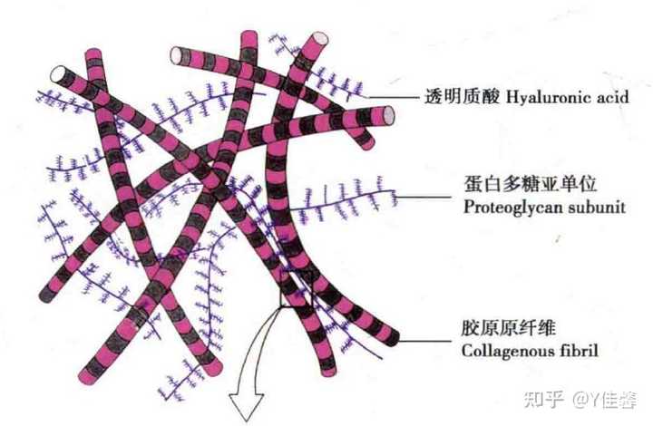 细胞外基质和基质都是什么组成的？ - 知乎