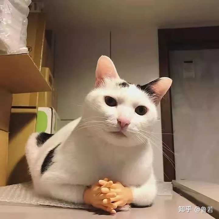 怎样理解老舍的 猫城记 知乎