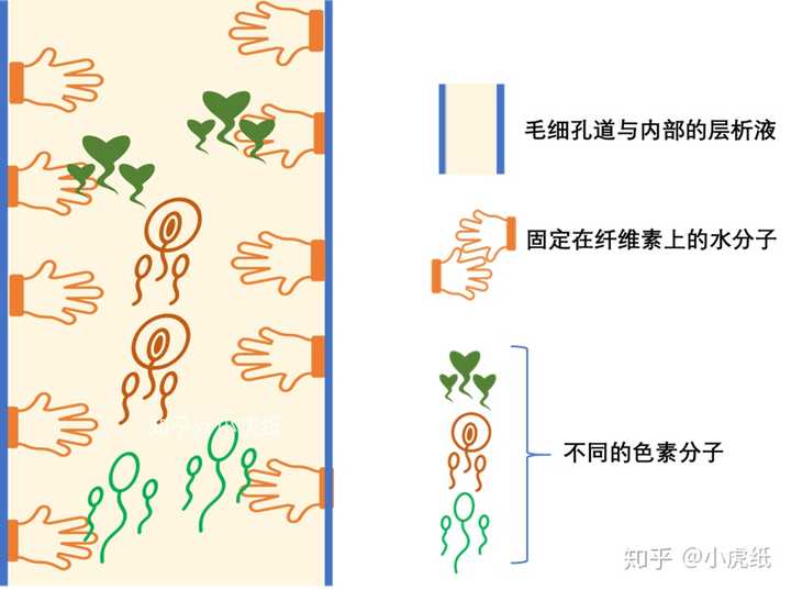 高中生物色素的提取与分离中 为什么色素溶解度越高跑的越快 知乎