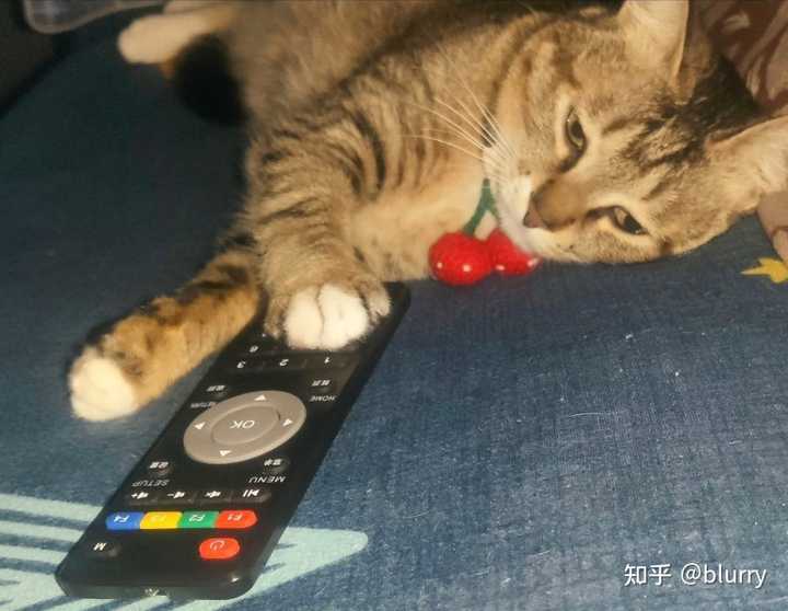 养雀猫(麻猫)是一种怎样的体验? - 知乎