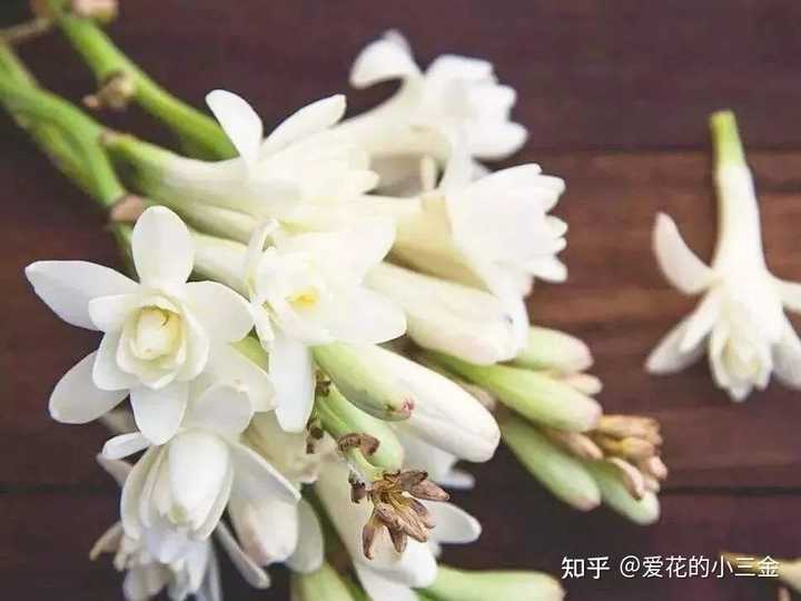 香水业有哪些非常金贵的天然花香提取物？ - 知乎