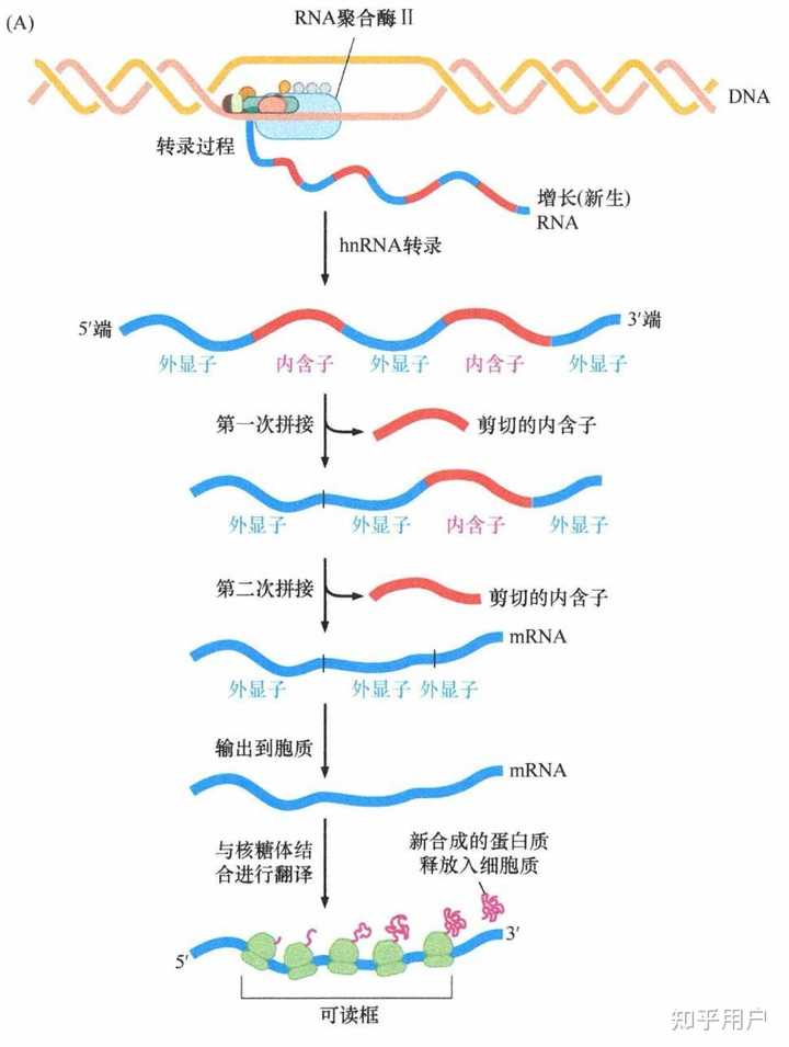 RNA 有什么作用，是什么物质？ - 知乎