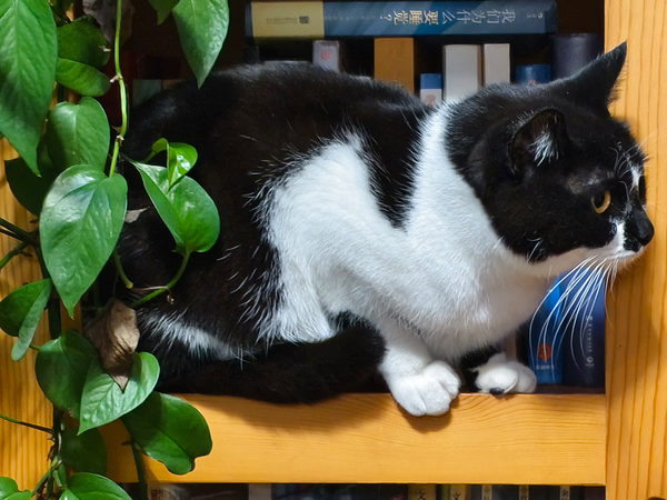 四年级孩子考试没考好说「反正我就这样了」，这句话是一时沮丧还是需要认真对待？