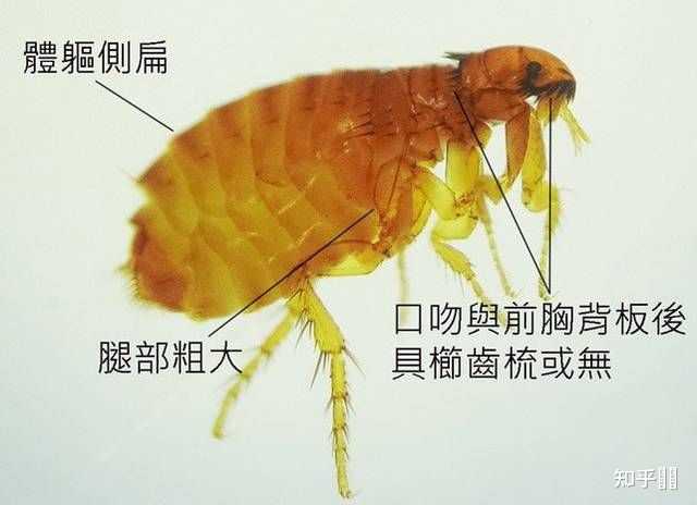 如何区别是螨虫过敏还是跳蚤咬的?如何有效杀虫? - 知乎