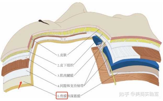 抗衰为什么要从轮廓固定开始? - 知乎