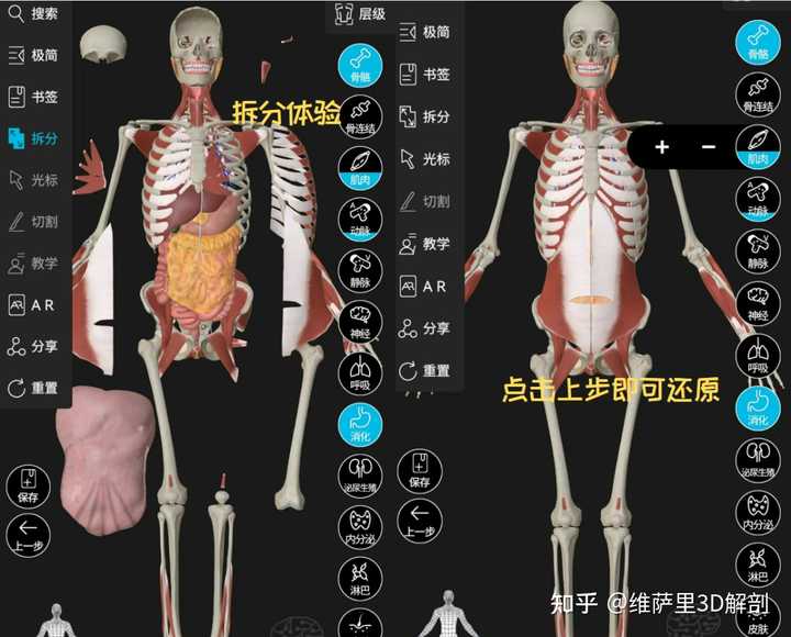 国内最好的解剖软件是3Dbody吗？ - 知乎