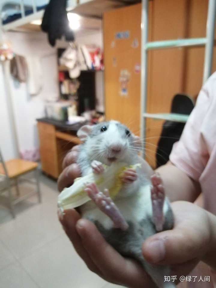 家里养花枝鼠是怎样的体验 绿了人间的回答 知乎